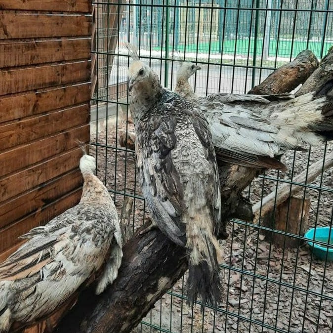 В птичий уголок сквера по Олонецкому проезду подселили четырех черноплечих павлинов